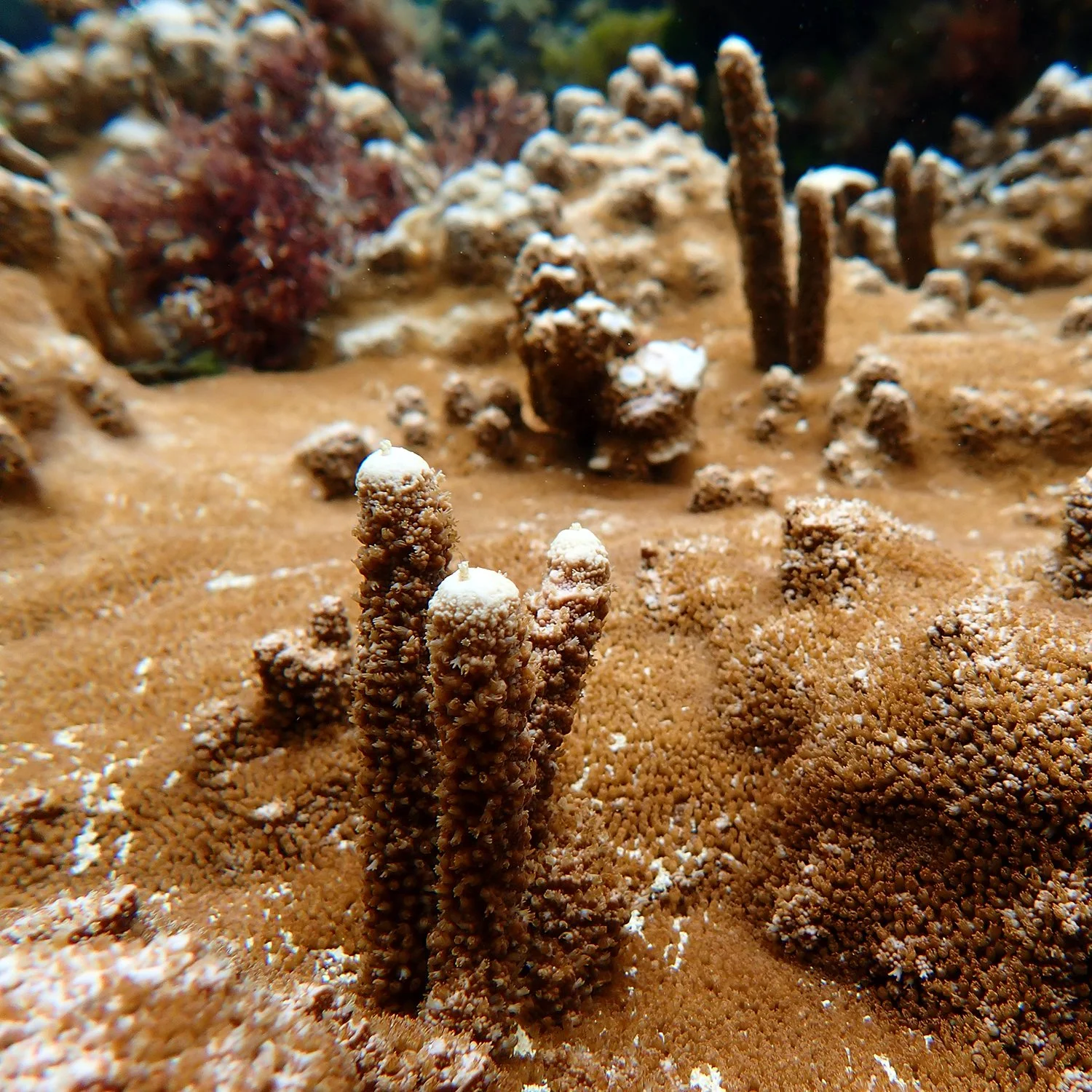 Norfolk Island's Coral